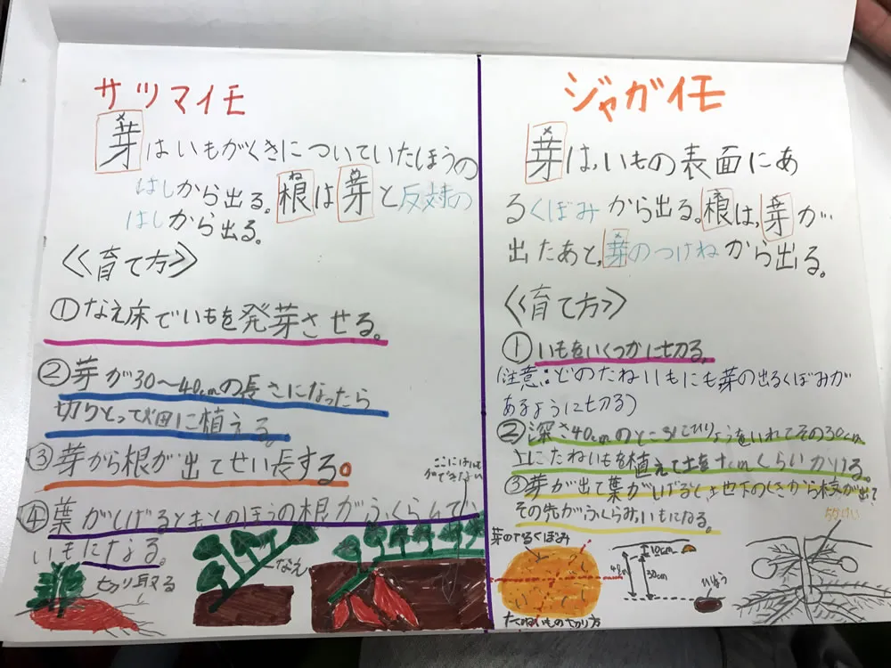 ジャガイモを庭で育ててみました!(小4)の記事アイキャッチ